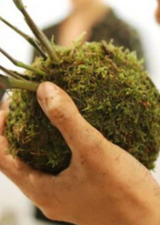 Taller de Kokedama | Centro Cultural Santa Clara